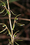 Cyrtostylis huegelii