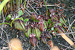 Cephalotus follicularis