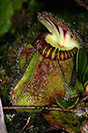 Cephalotus follicularis