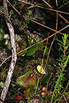 Cephalotus follicularis