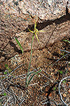 Caladenia caesarea subsp. maritima