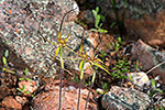 Caladenia caesarea subsp. maritima