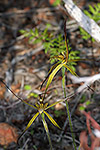 Caladenia caesarea subsp. maritima