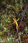 Caladenia caesarea subsp. maritima