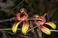 Caladenia discoidea