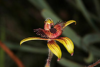 Caladenia discoidea