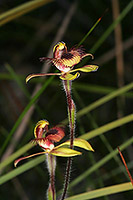 Caladenia discoidea