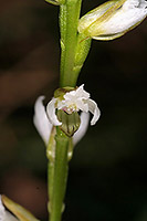 Prasophyllum plumiforme