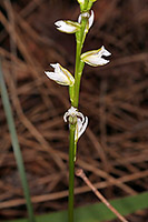Prasophyllum plumiforme