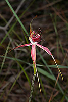 Caladenia arenicola