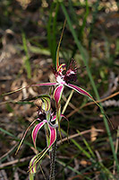 Caladenia arenicola