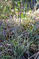 Caladenia arenicola