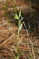 Pterostylis recurva