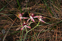 Caladenia arenicola