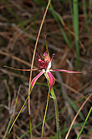Caladenia arenicola