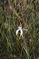 Caladenia longicauda subsp. calcigena