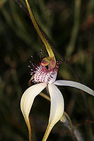 Caladenia longicauda subsp. calcigena