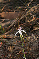 Caladenia longicauda subsp. calcigena
