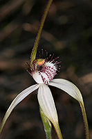 Caladenia longicauda subsp. calcigena