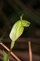 Pterostylis aff. nana