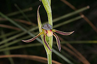 Lyperanthus serratus