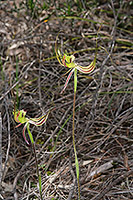 Caladenia falcata