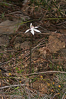 Ericksonella saccharata