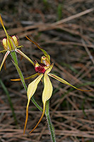 Caladenia longiclavata