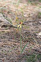 Caladenia longiclavata