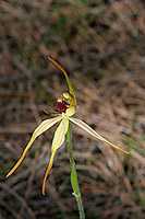 Caladenia longiclavata