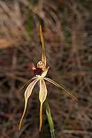 Caladenia longiclavata