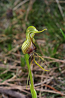 Pterostylis barbata