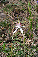 Caladenia longicauda subsp. clivicola