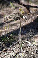 Caladenia falcata