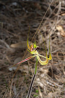 Caladenia falcata