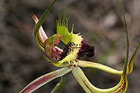 Caladenia falcata