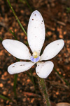 Cyanicula ixioides subsp. candida