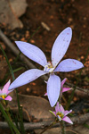 Cyanicula gemmata