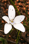 Cyanicula ixioides subsp. candida