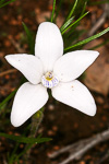Cyanicula ixioides subsp. candida