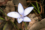 Cyanicula gemmata