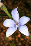 Cyanicula gemmata