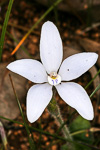 Cyanicula ixioides subsp. candida