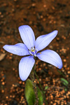 Cyanicula gemmata