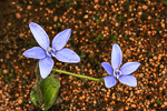 Cyanicula gemmata