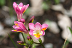 freesia