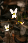 Stylidium piliferum