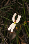 Stylidium piliferum