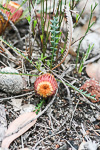 Dryandra lyndleyana