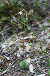 Stylidium piliferum
